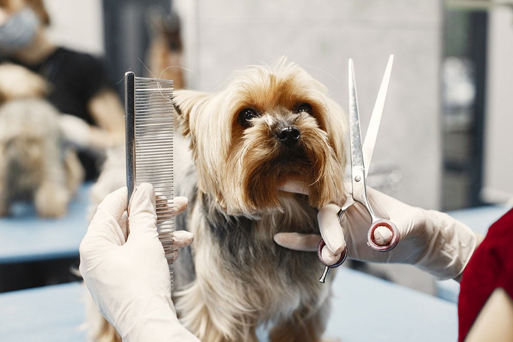 banho e tosquia a cães ao domicilio