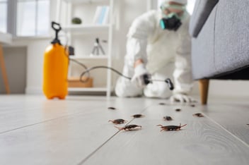 Desinfestação de baratas: soluções eficazes e preços
