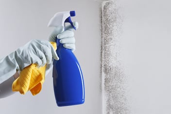 Melhor removedor de bolores e fungos para a tua casa