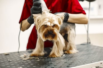 Onde contratar banho e tosquia a cães: Serviço ao domicílio