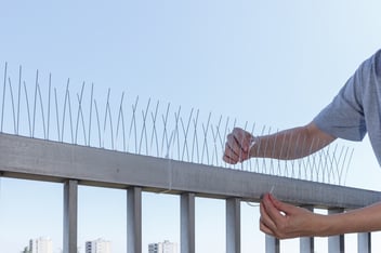 Como afastar pombos das varandas e evitar sujidade