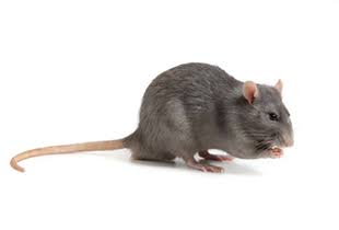 rat1