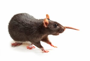 rat2-1