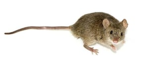 rat3