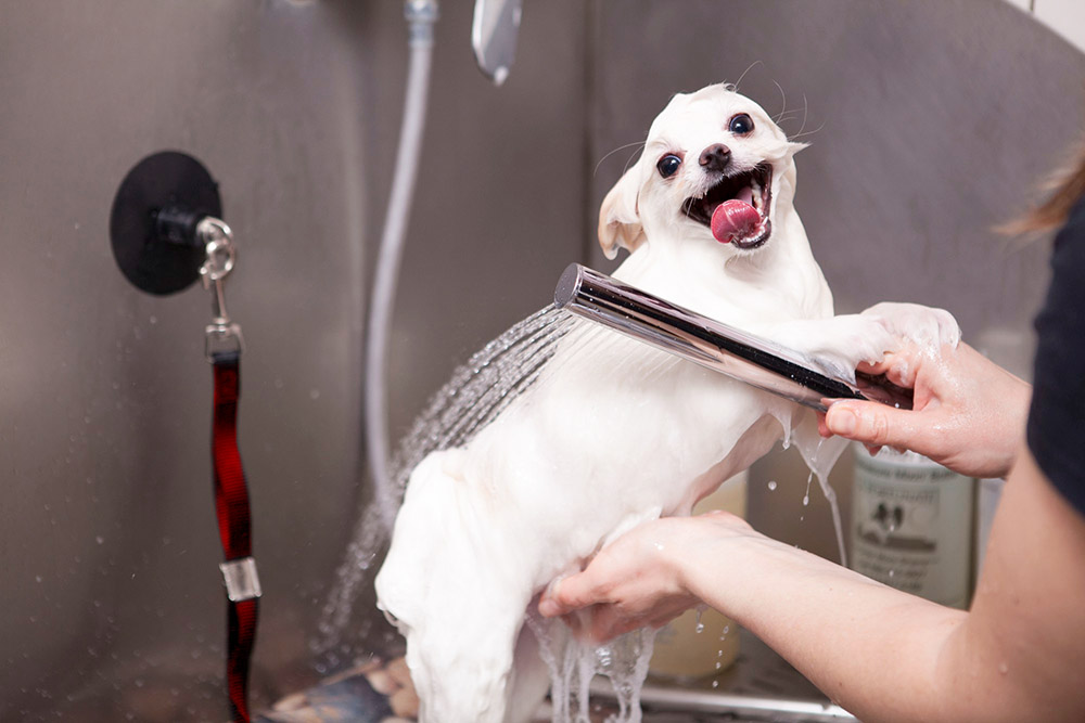 banho de cão ao domicílio