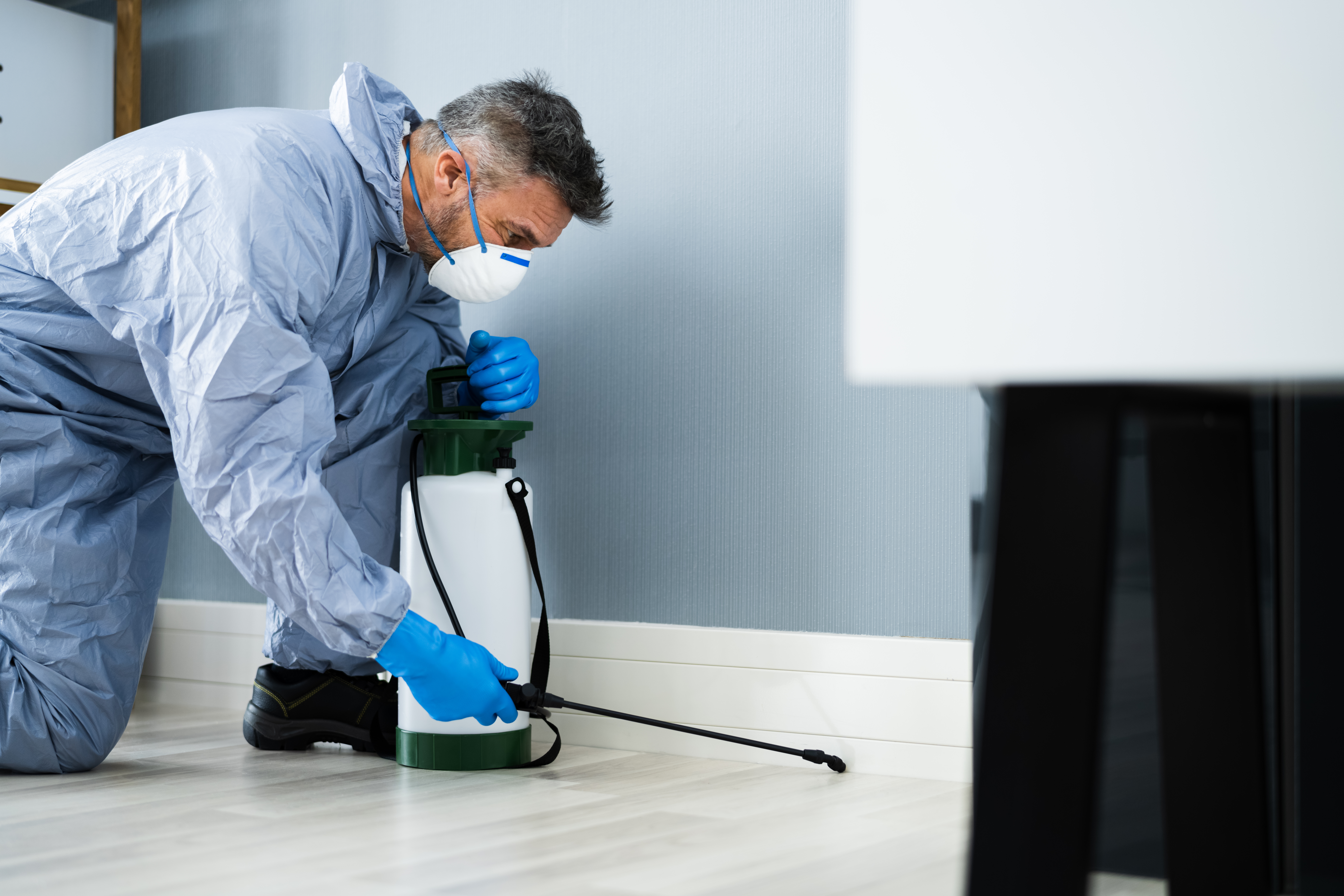 Como acabar com formigas em casa