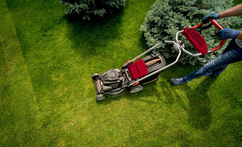 Serviço de jardinagem: transforme a aparência da sua casa