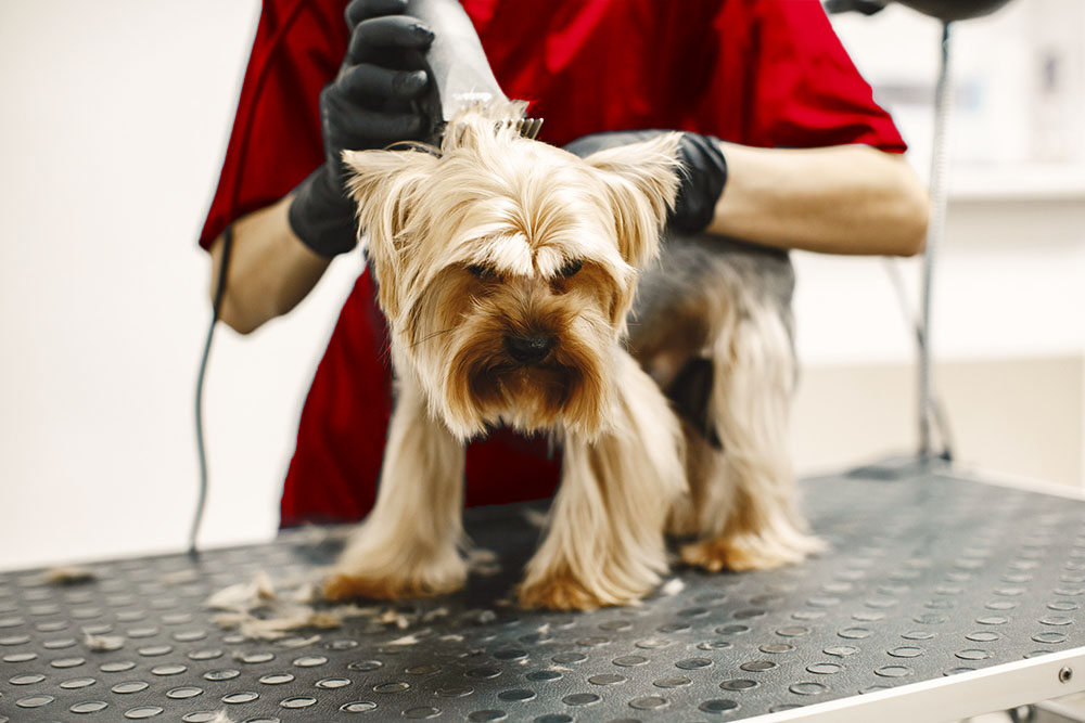 Onde contratar banho e tosquia a cães: Serviço ao domicílio