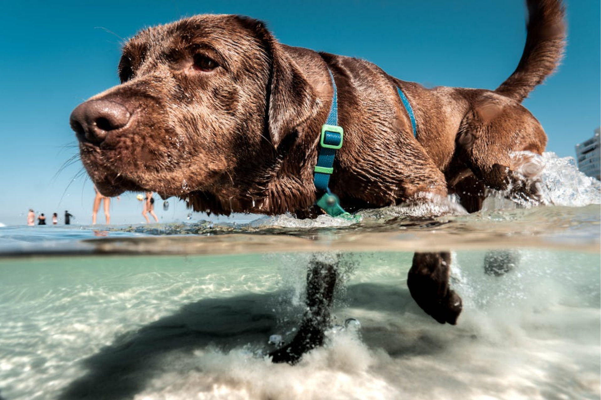 Imagem relacionada com shampoo para cães