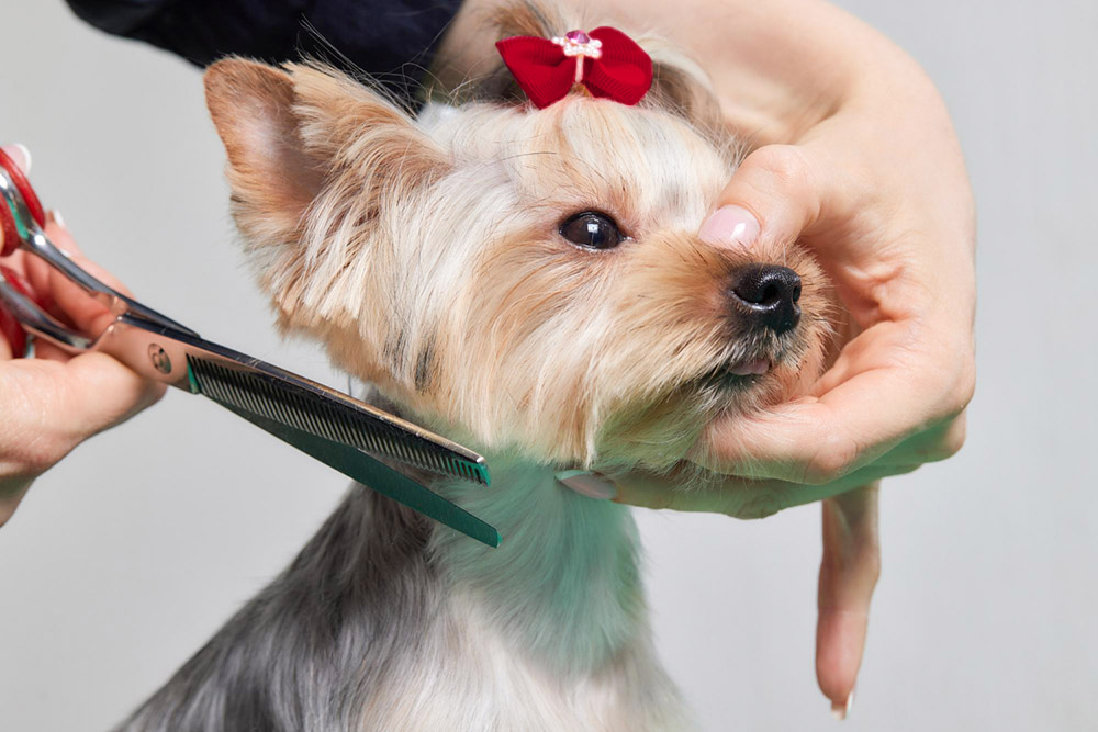 Tosquiar o seu cão: sim ou não?