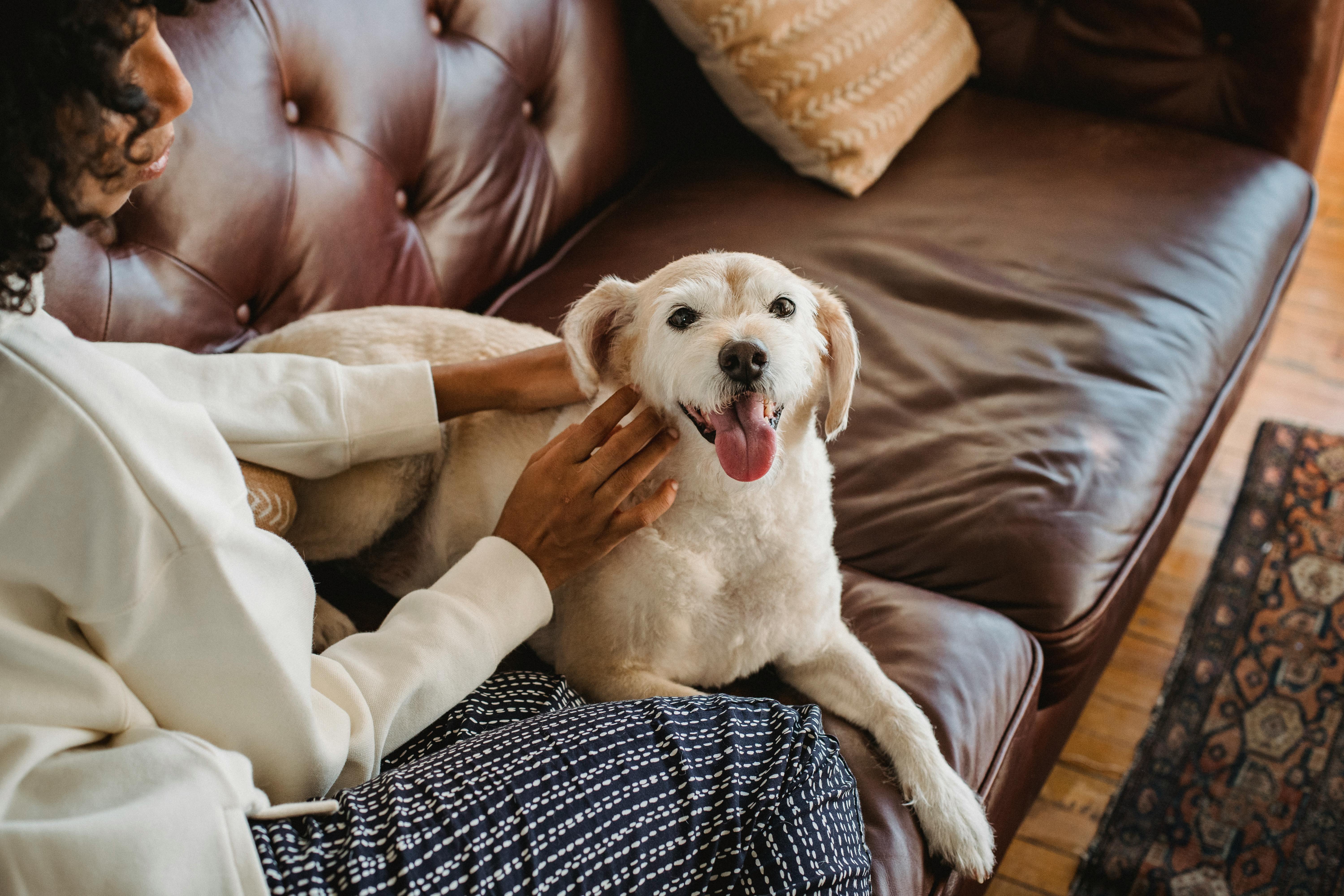 Como tirar cheiro de xixi de cão
